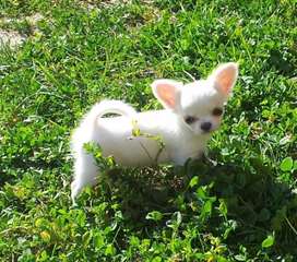 Calme chihuahua femellea donner