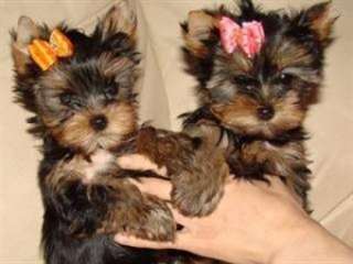 Adorables chiots yorkshires disponibles