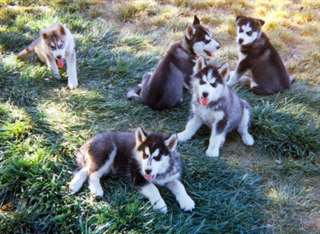 chiots husky sibérien pour noél