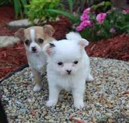 Magnifiques chihuahua disponibles pour adoption