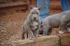 Pitbulls américains XXL - photo 1
