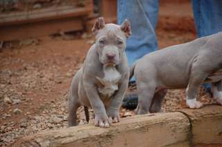 Pitbulls américains XXL