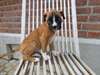 Superbes chiots Boxer - photo 1