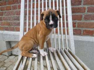 Superbes chiots Boxer