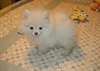 Chiots poméranien pour texte de vente 8 048762194 - photo 1