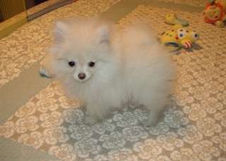 Chiots poméranien pour texte de vente 8 048762194