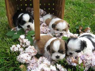 BEAUX CHIOTS SHIH TZU POUR ADOPTION