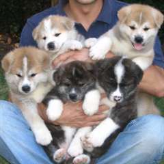 CHIOTS AKITA-INU DISPONIBLE POUR UNE BONNE MAISON