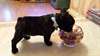 bébé bouledogue francais - photo 1