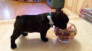 bébé bouledogue francais