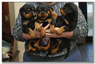 chiot rottweiller à faire adopter