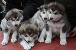 Des sublimes chiots siberien husky disponible