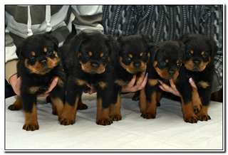 chiot rottweiller à faire adopter