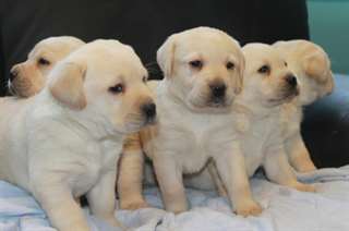 Merveilleux chiots labrador blanc disponible