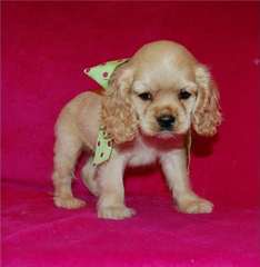 Chiots Cocker spaniel lof à réserver