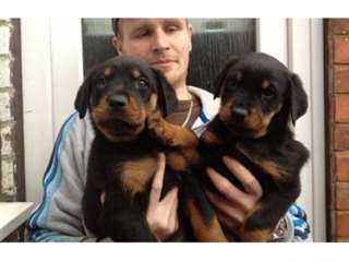OCCASION PRESSER : DES ROTTWEILER DISPONIBLE