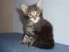Chatons Maine coon - photo 1
