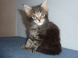 Chatons Maine coon