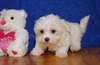 Chiots Bichion a vendre - photo 1