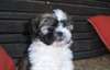 CHIOTS SHIH TZU POUR ADOPTION - photo 1