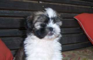 CHIOTS SHIH TZU POUR ADOPTION