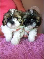 BEAUX CHIOTS SHIH TZU POUR ADOPTION