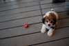 Deux chiots bichons Maltais disponible - photo 1
