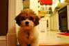 Deux chiots bichons Maltais disponible - photo 2
