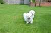 Deux chiots bichons Maltais disponible - photo 3