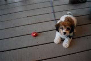 Deux chiots bichons Maltais disponible