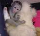 Mignion b&#233;b&#233; singe capucin disponible &#224; vendre - photo 1