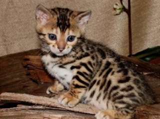 BEAUX  CHATONS BENGALE  DISPONIBLE POUR ADOPTION