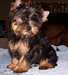 Adorable Yorkshire femelle - photo 1