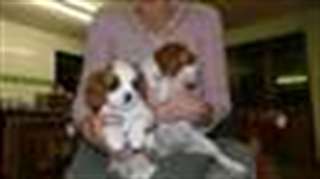Chiens impressionnants de cavalier king charles