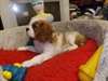 Adorable chiot cavalier king charles lof - photo 2