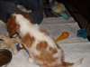 Adorable chiot cavalier king charles lof - photo 3