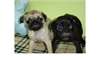 Superbes chiots carlin - photo 1