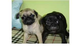 Superbes chiots carlin