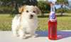 Bichon havanais - photo 1