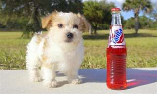 Bichon havanais