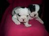 Chiot Bouledogue Fran&#231;ais - photo 2