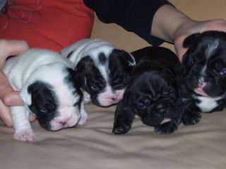 Chiot Bouledogue Fran&#231;ais