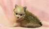 Adorable chiot spitz male et femelle disponible - photo 1