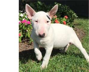 Magnifiques chiots bull terrier