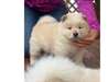 Chiots Chow Chow creme - photo 1