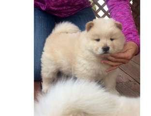 Chiots Chow Chow creme