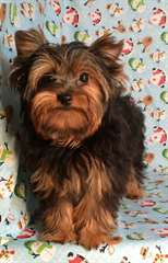 B&#233;b&#233; Yorkshire terrier a donner contre bon soin