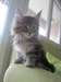 Chaton Maine Coon - photo 1