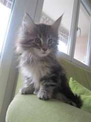 Chaton Maine Coon