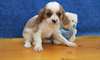 Chiots Cavalier King Charles Spaniel - photo 1